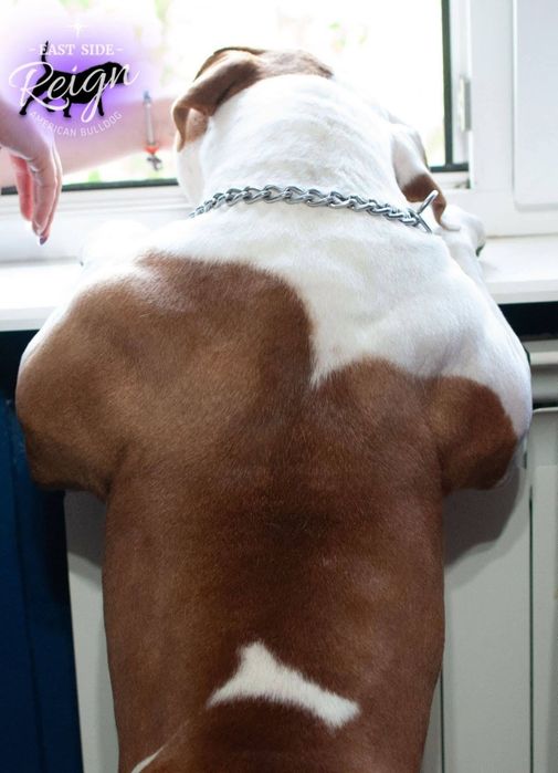 Buldog Amerykański
