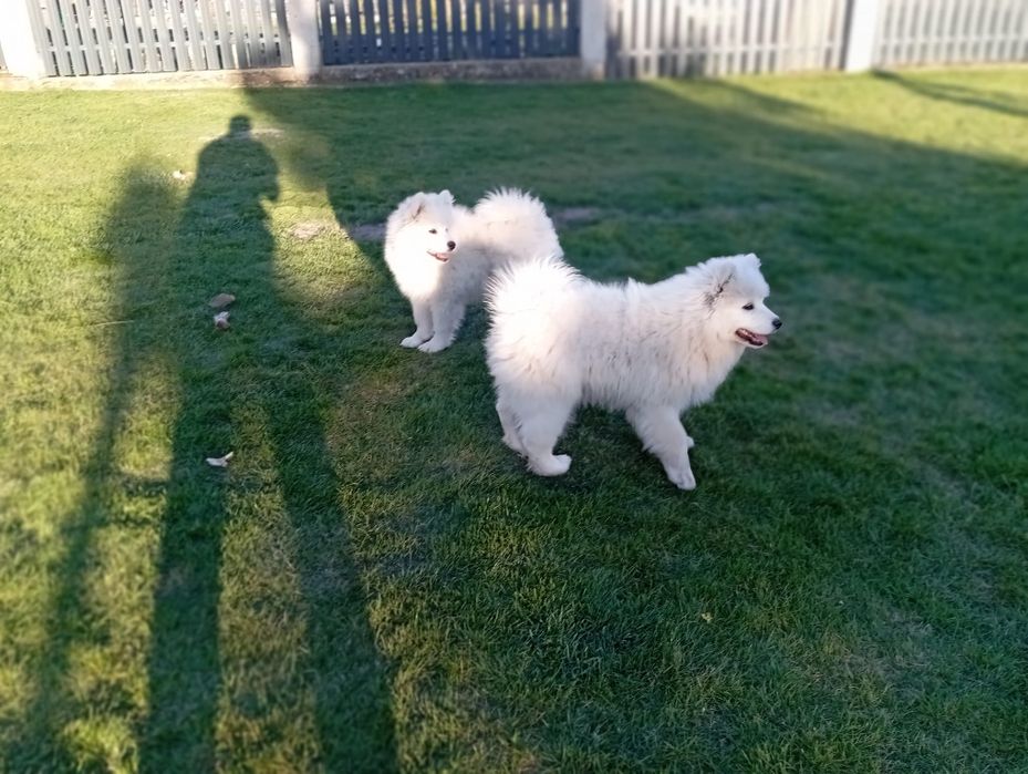 Samoyed-śliczna sunia