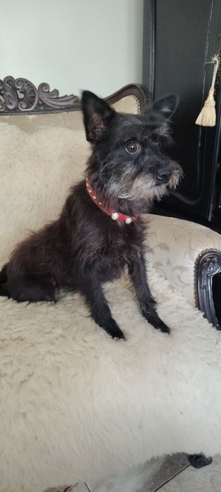 Oddam suczkę w dobre ręce za darmo