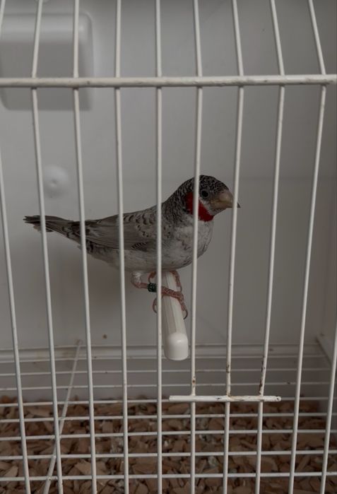 Degolado macho cinza 2026