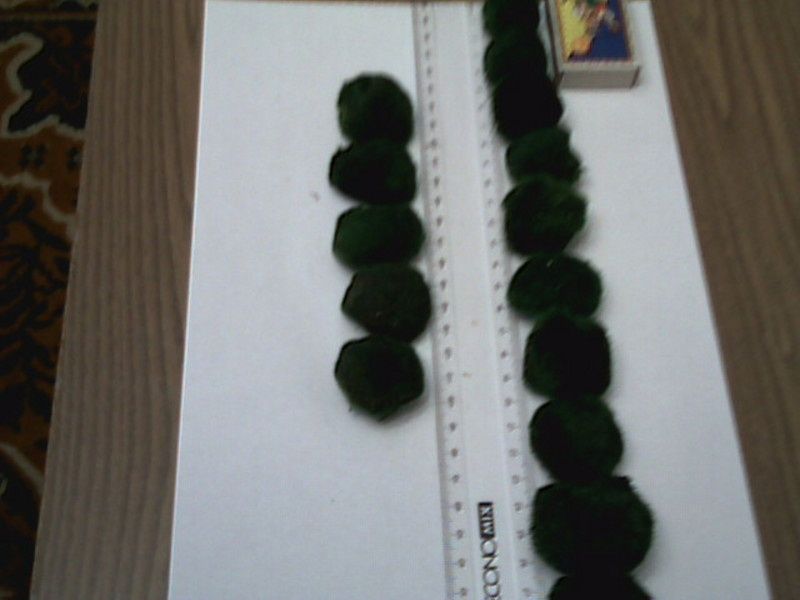 Кладофора шаровидна