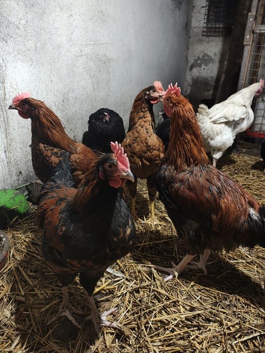 Koguty młode z naturalnych lęgów