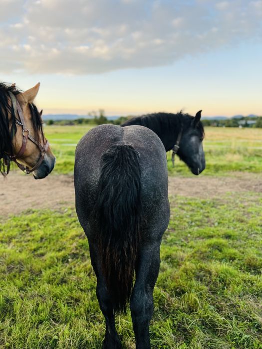 Ogier zimnokrwisty  klacz kobyła i źrebie