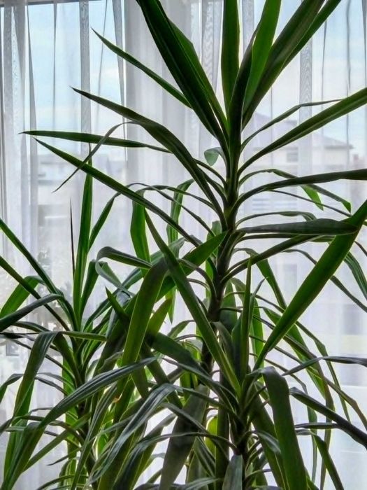 Juka piekny duzy czerstwy kwiat 2,3 m x 2m