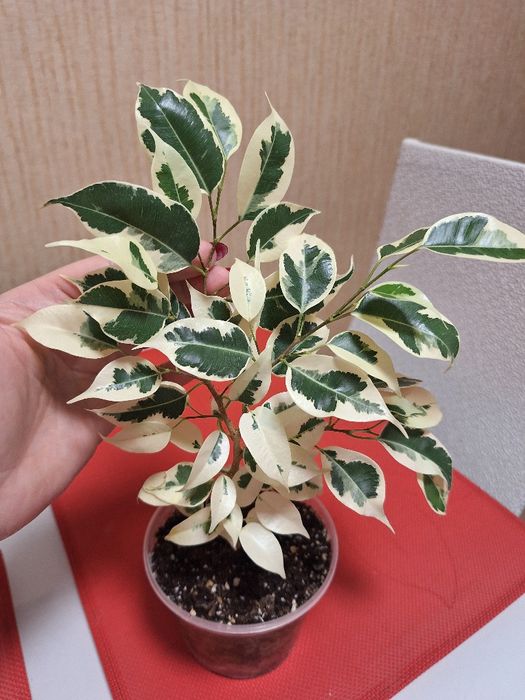 Фікус Твайлайт ,