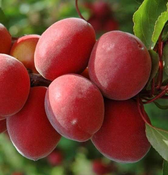 NOVIDADE  Árvore de ALPERCE VERMELHO