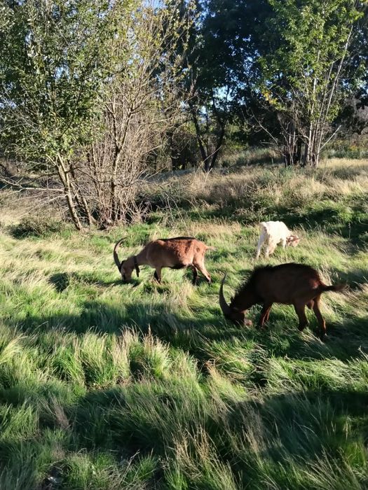 Cabras de varias idades e varias raças