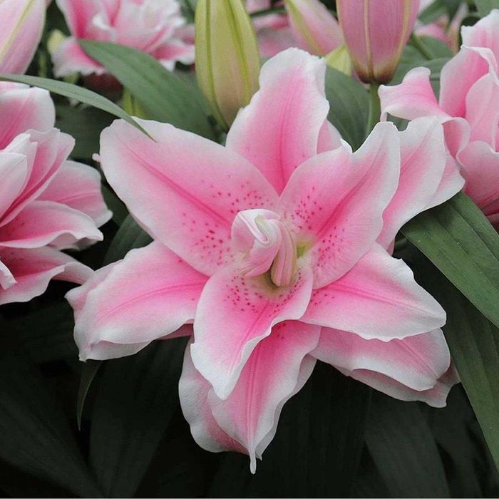 Лілії різних сортів та кольорів