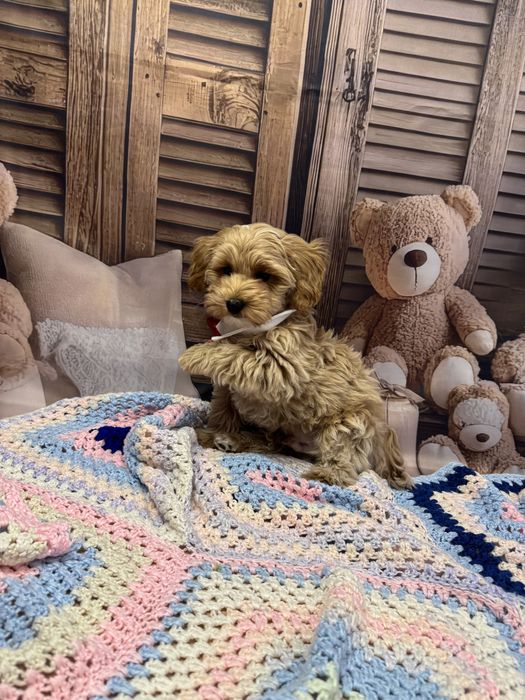 Maltipoo pies tata badania genetyczne