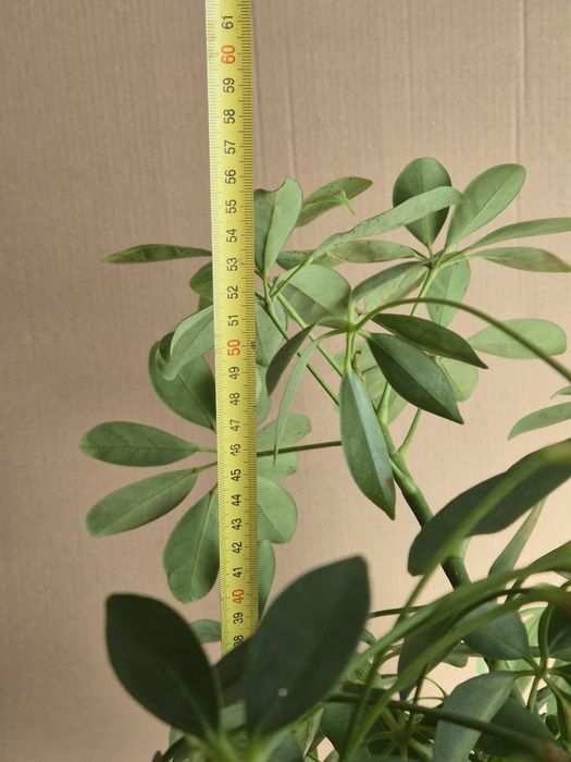 Schefflera arboricola szeflery 3 sztuki!