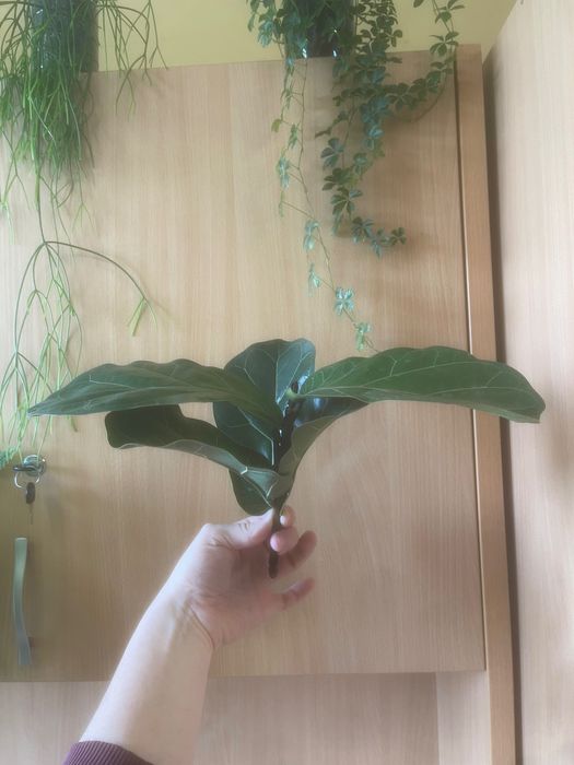 Fikus dębolistny odmiana Bambino