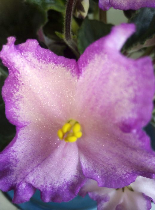 Фиалки  в горшочках