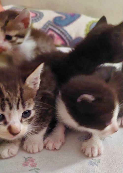 Gatinhos bebés para adoção responsável