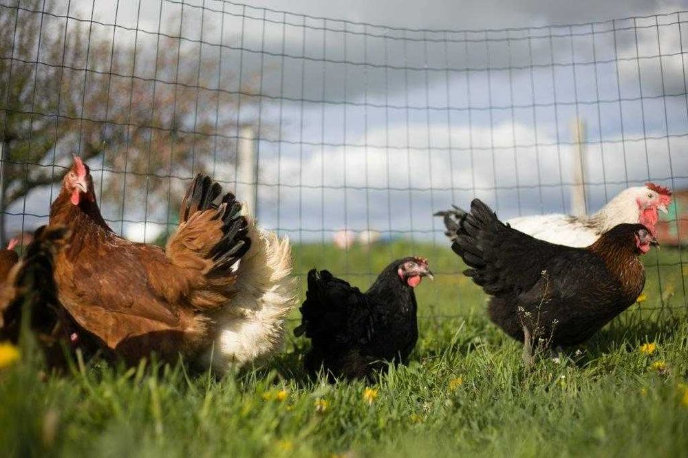 KURY NIOSKI ROSA kurki odchowane z dowozem