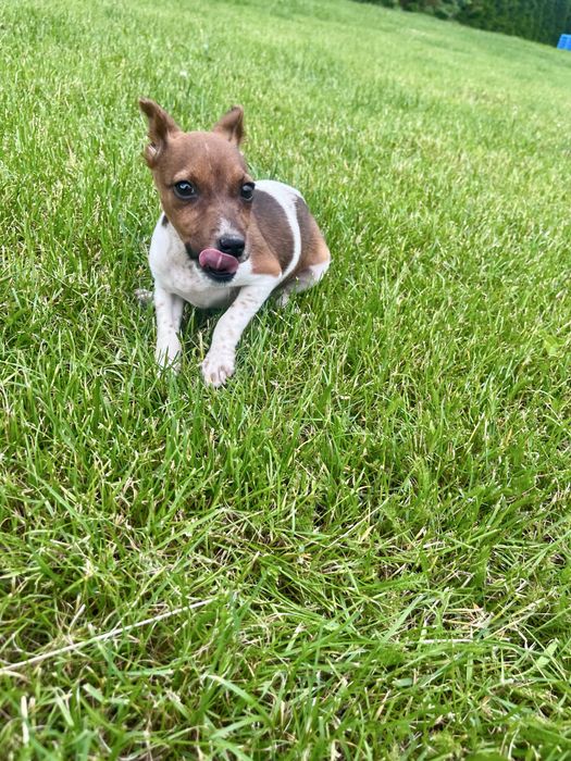 Jack Russell Terrier suczka