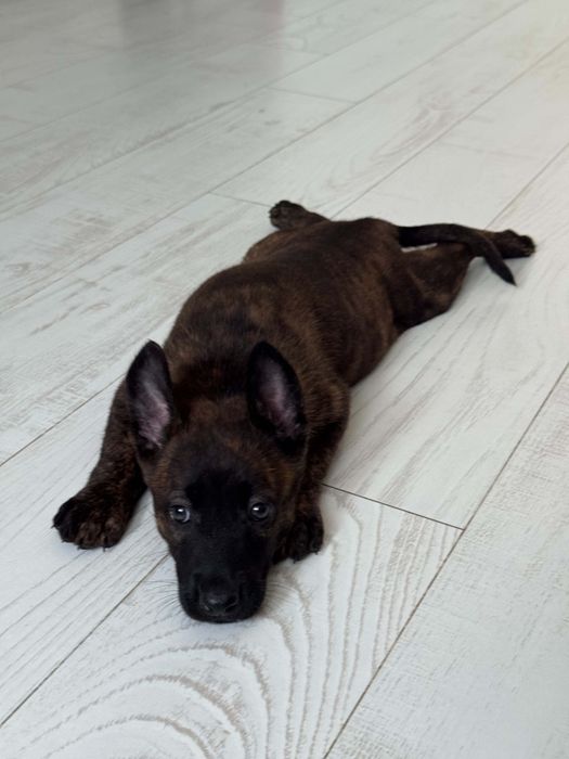 Zapowiedź Miotu Belgian Malinois K9