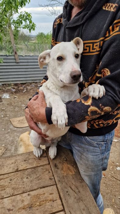 Шукає дім хлопчик 1 рік  Лорд