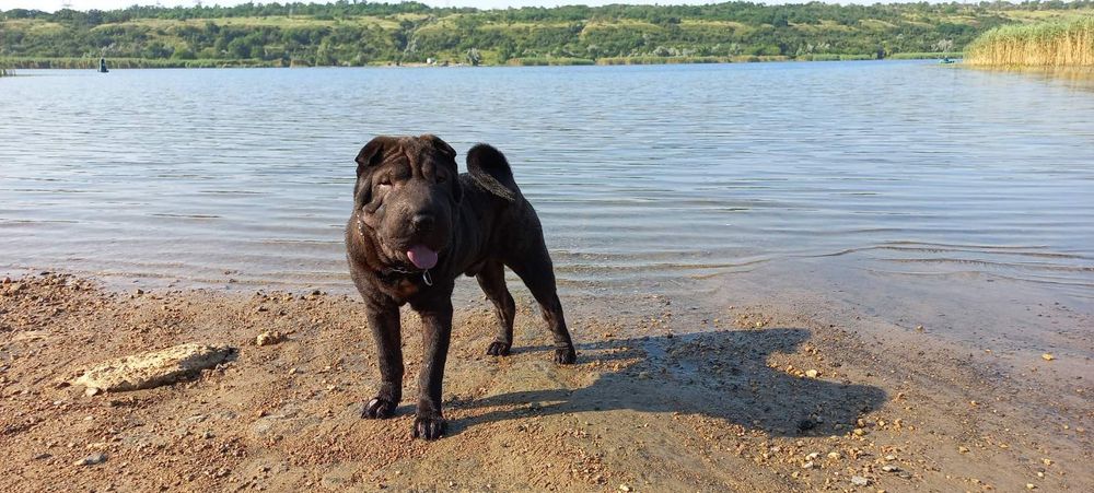 Вязка собак , черный шарпей