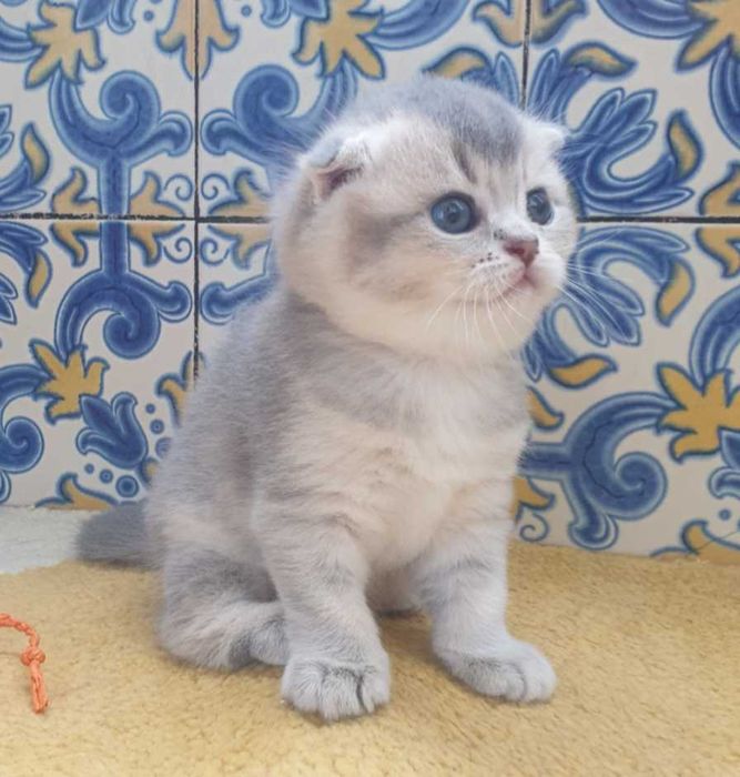 Gatinho scottish fold