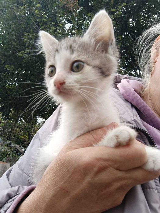 Кошеня / хлопчик / 2 місяці / Прилуки