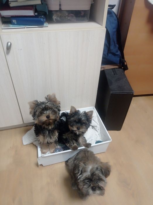 Йоркширский терьер, бебифейс, девочка, мини, Киев