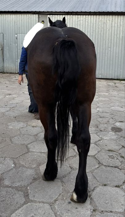 Klacze 4 sztuki źrebne