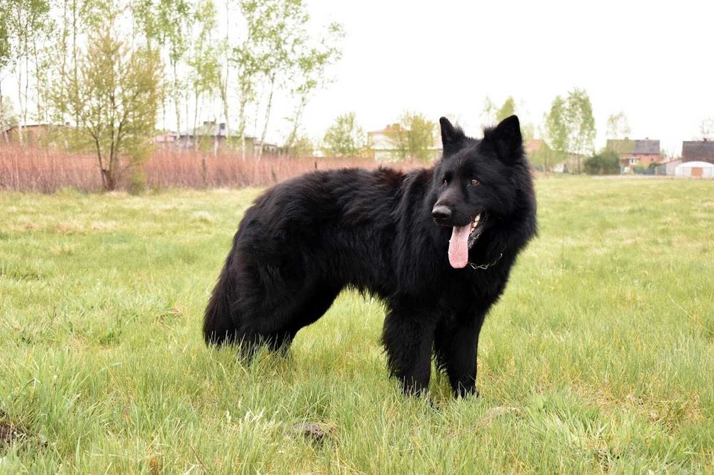 Owczarek Staroniemiecki ... ( Długowłosy czarny  / wilczasty  )