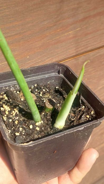 Monstera Sierrana Hawajska.