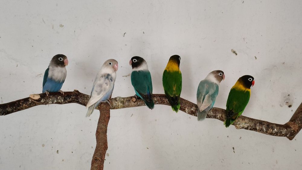 Sprzedam pary lęgowe Nierozłączek.