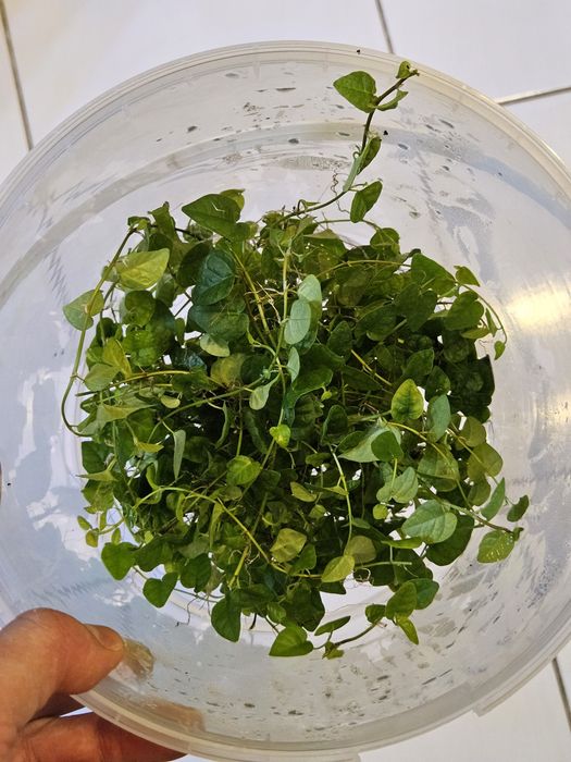 Ficus pumila - figowiec pnący