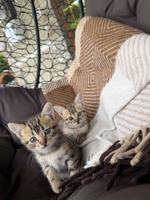 Віддам котиків в добрі руки