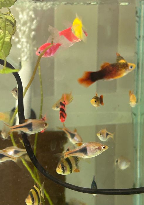 Риба акваріумна різна