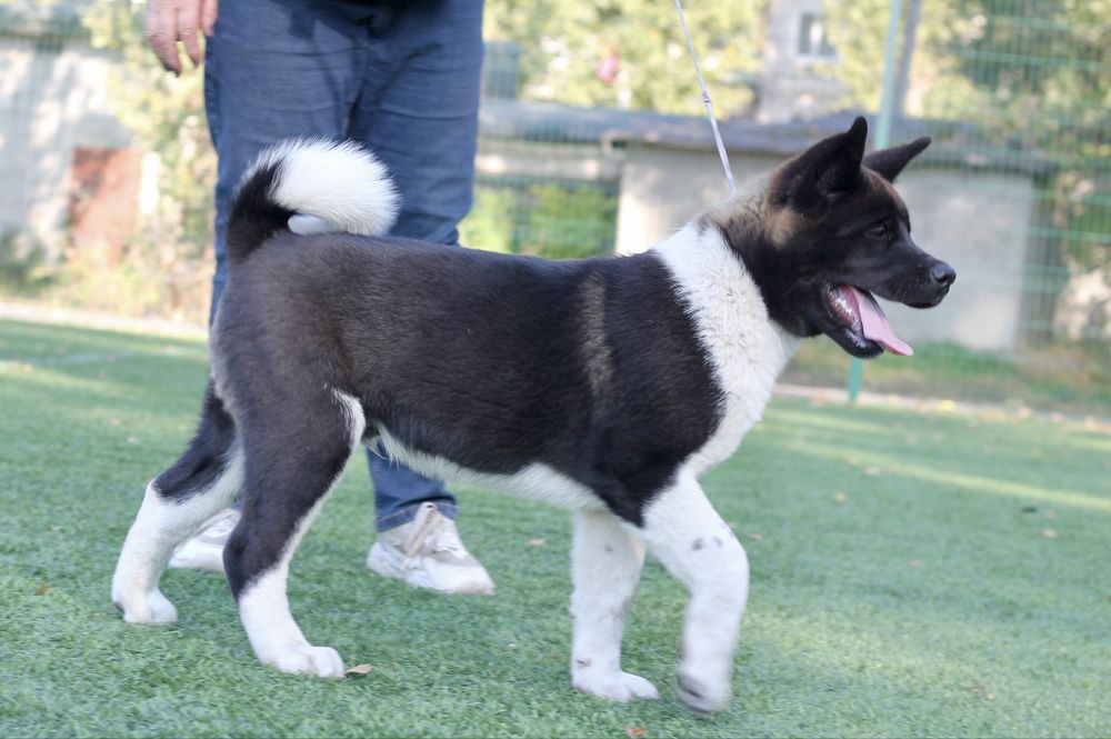 Немовірно гарний хлопчик ам.акіти 3.5 місяці