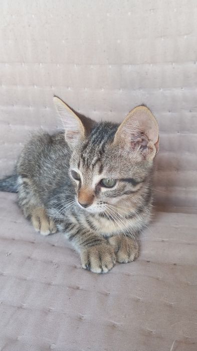 Gatinhos para adoção responsável
