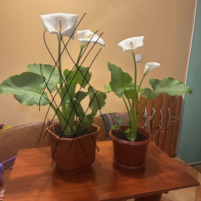 Вазон кімнатний калла