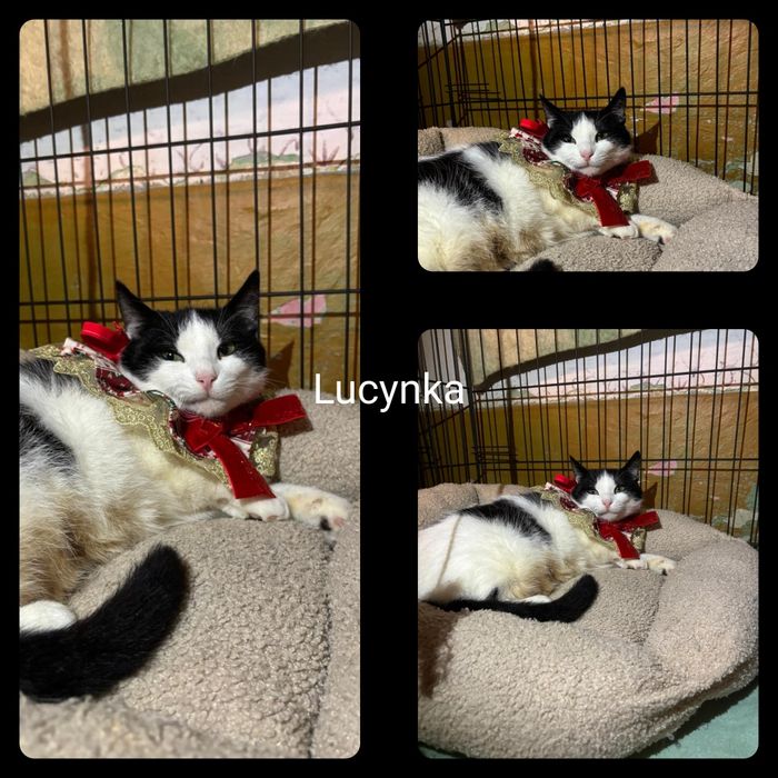 Kotki i kocurki do adopcji