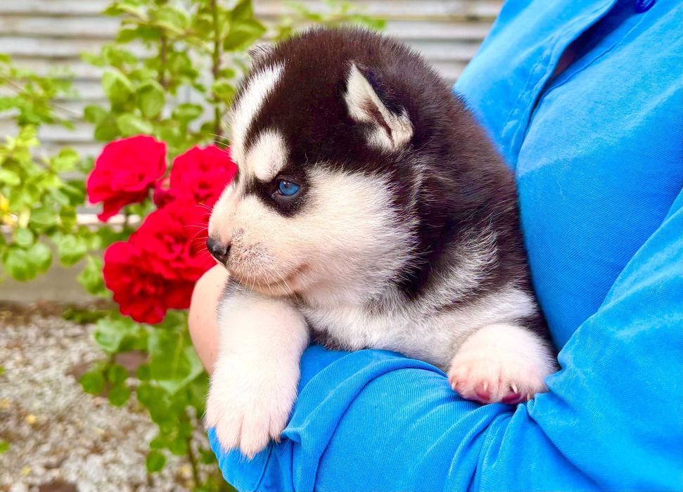 Голубоглазые комочки счастья! Щенки сибирской хаски!