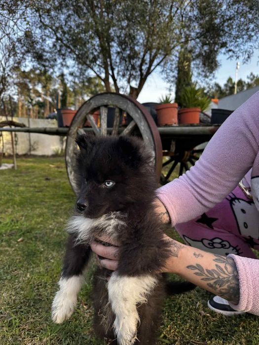 Husky siberiano macho