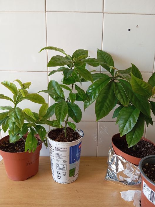 Planta ora pro nobis