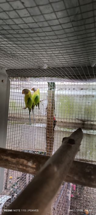 Ringnek e cabeça ameixa