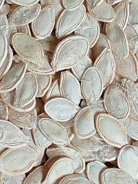 Кабакове насіння