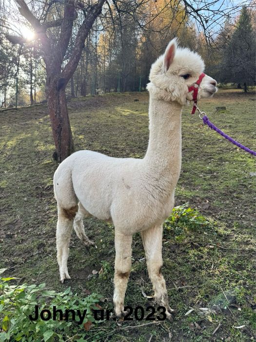 Alpaki na sprzedaż