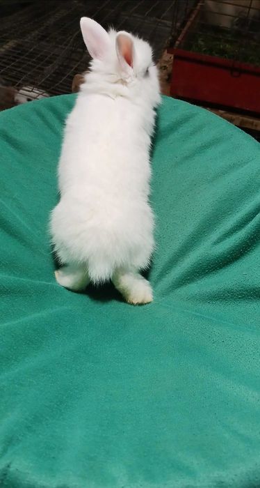 Декоративний карликовий кролик