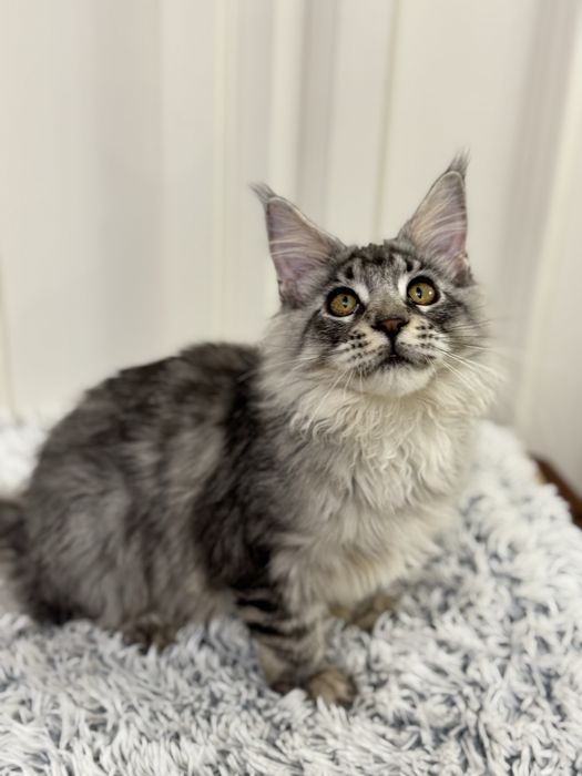 Мейн Кун - серебристый котенок с кисточками