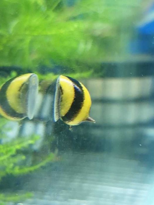 Ślimak Clithon corona - Sklep AKWAREKS