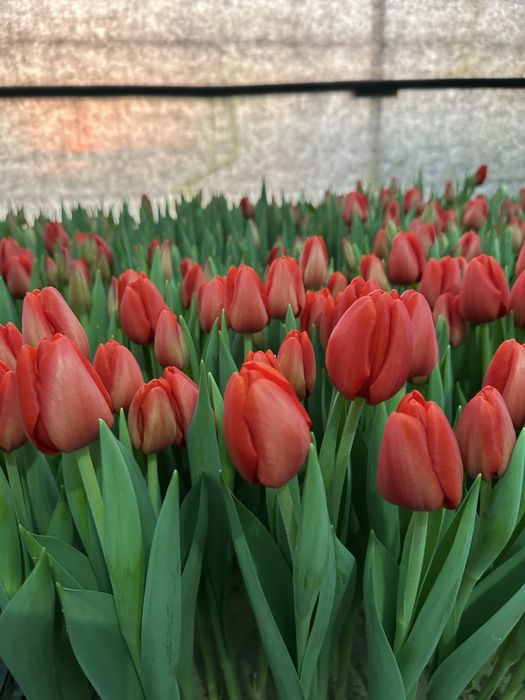 Продам цибулини тюльпанів