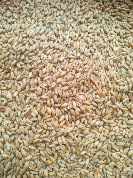 Pszenżyto, pszenica do sprzedania. Ziemniaki