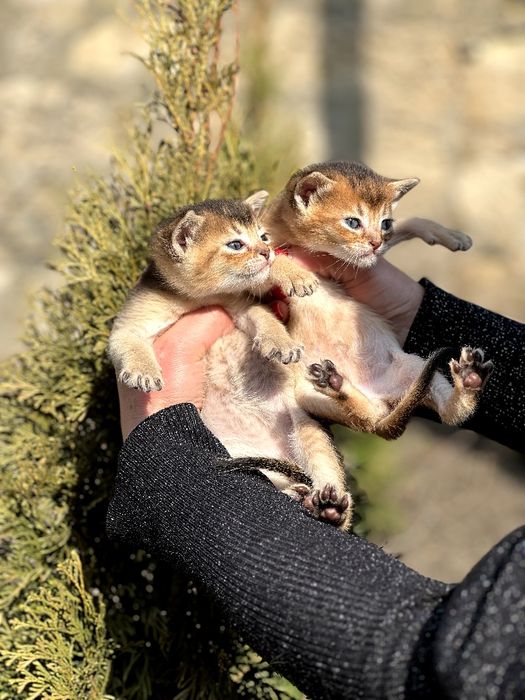 Пропоную до броні абісінських кошенят