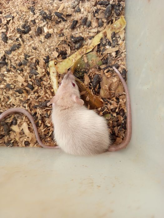 Продам крысы,мыши.