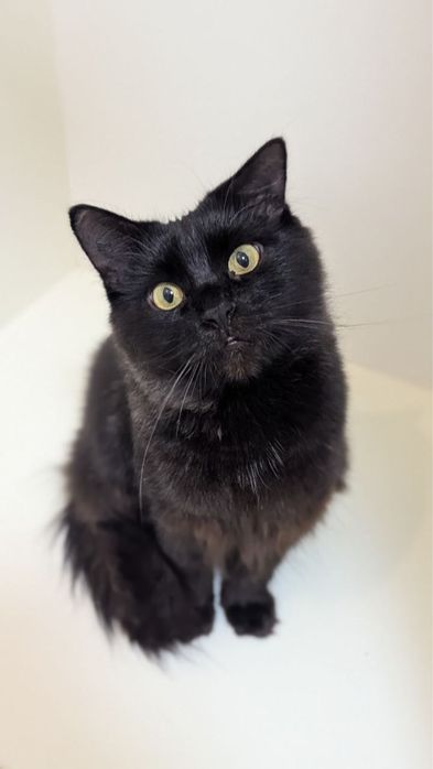 Дуже гарна і розумна киця в добрі руки!